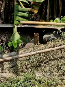 Christy 01 Indische Ichneumon